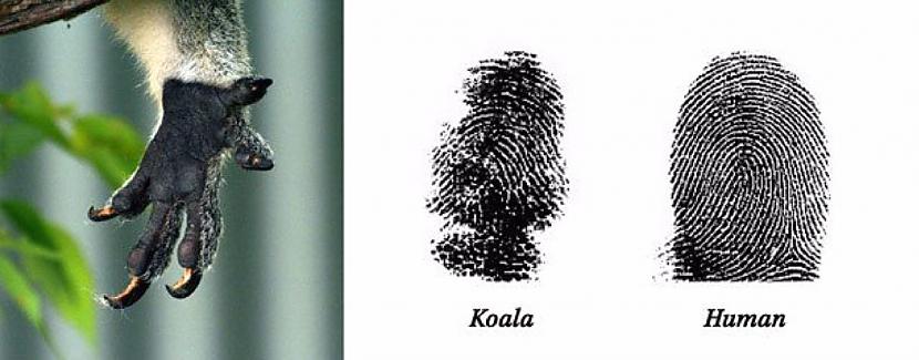 Kā izrādas koalām ir... Autors: 90w@speles Interesanti fakti.