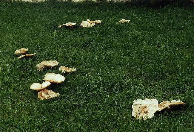 Šķiet mistiskā domāšana... Autors: Keisha Raganu apļi un citas interesantas lietiņas