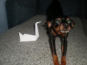 Origami - Gulbis , Step by step