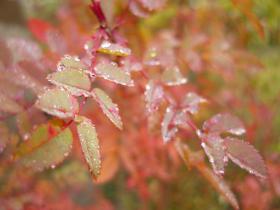 Rudens foto