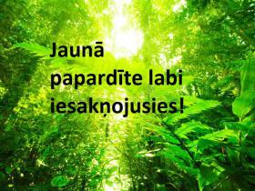 Noslēdzies: Kā pateikt vecākiem, ka viņi kļuvuši par vecvecākiem 4 vārdos!