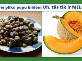 Vairāk nerakstīšu par MEGAkonkursu
