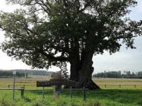 Kaņepju dižozols.