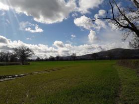 Šodienas foto, Malvernas apkārtne, labības lauki.