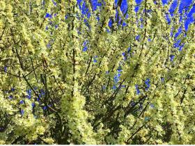 Spring bloom