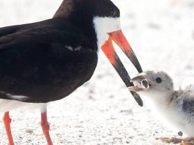 Pludmalē pamanīts putns, kas baro savus pēcnācējus ar izsmēķiem