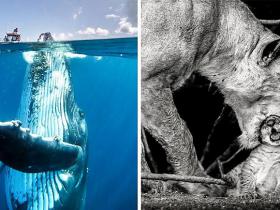 Savilņojušas fotogrāfijas no "National Geographic"