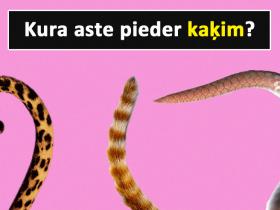 Tests: Vari atpazīt dzīvnieku, ja redzi tikai tā asti?