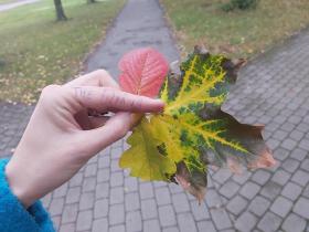 FS Trīs lapas