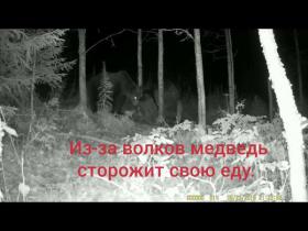 Lācis sargā savu medījumu no vilkiem